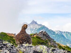 【富山県】ライチョウ保護活動に関するメール誤送信　75名のアドレス情報流出