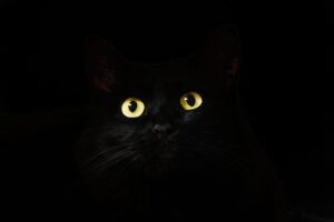 【山口県】動物愛護センターのwebページが改ざん被害　閲覧ユーザーのウイルス感染懸念