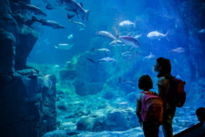 神戸の水族館で個人情報12,931件流出　システム不備と説明【神戸須磨シーワールド】