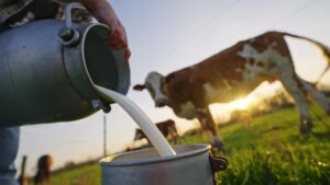 乳製品メーカー、応募者名や住所が流出　HPがサイバー攻撃【南日本酪農協同】